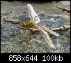Klicke auf die Grafik fr eine grere Ansicht

Name:	Libelle - Westliche Keiljungfer 10.jpg
Hits:	685
Gre:	99,9 KB
ID:	1583
