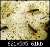 Klicke auf die Grafik fr eine grere Ansicht

Name:	Eintagsfliegen Habroleptoides.jpg
Hits:	537
Gre:	61,2 KB
ID:	2173