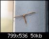 Klicke auf die Grafik fr eine grere Ansicht

Name:	unbekanntes insekt.jpg
Hits:	2840
Gre:	49,8 KB
ID:	3665