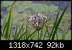 Klicke auf die Grafik fr eine grere Ansicht

Name:	Schwanenblume 1.jpg
Hits:	424
Gre:	91,6 KB
ID:	6150