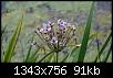 Klicke auf die Grafik fr eine grere Ansicht

Name:	Schwanenblume 2.jpg
Hits:	448
Gre:	90,6 KB
ID:	6151