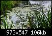 Klicke auf die Grafik fr eine grere Ansicht

Name:	Seerosen und Iris.jpg
Hits:	384
Gre:	106,0 KB
ID:	6154