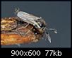 Klicke auf die Grafik fr eine grere Ansicht

Name:	Forcipomyia_03_11-03-2013.jpg
Hits:	1208
Gre:	76,9 KB
ID:	6445