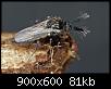 Klicke auf die Grafik fr eine grere Ansicht

Name:	Forcipomyia_05_11-03-2013.jpg
Hits:	1035
Gre:	81,3 KB
ID:	6446