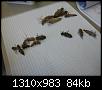 Klicke auf die Grafik fr eine grere Ansicht

Name:	Libellen Exuvienbestimmung 001.jpg
Hits:	717
Gre:	83,8 KB
ID:	974