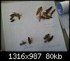 Klicke auf die Grafik fr eine grere Ansicht

Name:	Libellen Exuvienbestimmung 002.jpg
Hits:	678
Gre:	80,5 KB
ID:	975