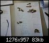 Klicke auf die Grafik fr eine grere Ansicht

Name:	Libellen Exuvienbestimmung 003.jpg
Hits:	701
Gre:	83,1 KB
ID:	976