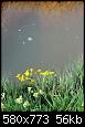 Klicke auf die Grafik fr eine grere Ansicht

Name:	BiberAASumpfdotterblume.jpg
Hits:	3739
Gre:	55,6 KB
ID:	4365