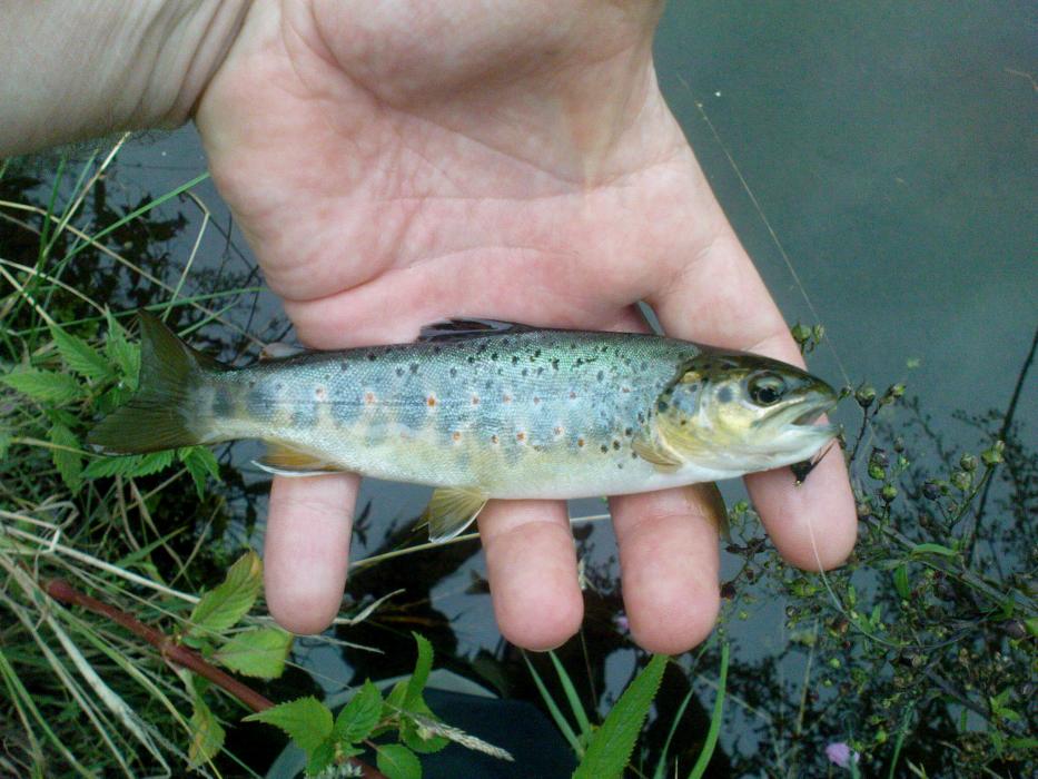 Klicke auf die Grafik für eine größere Ansicht

Name:	Forelle Oker-Bafo 2.jpg
Hits:	12610
Größe:	98,3 KB
ID:	1422