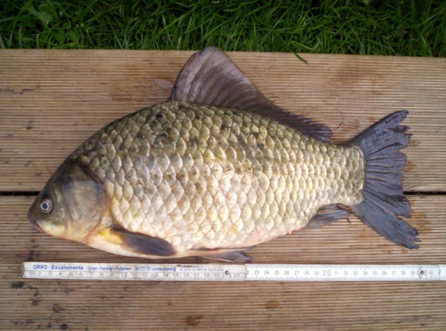 Giebel Klicke auf die Grafik für eine größere Ansicht
Name: Giebel Sandfeldsee 2.jpg
Hits: 13361
Größe: 97,9 KB
ID: 516