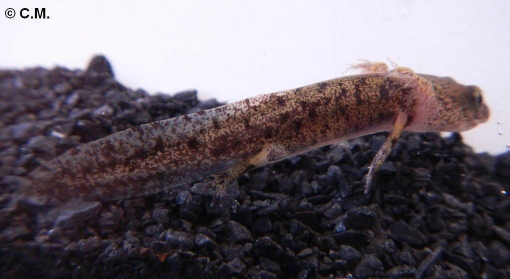 Klicke auf die Grafik fr eine grere Ansicht

Name:	Larve Feuersalmander018a m C.jpg
Hits:	8019
Gre:	58,5 KB
ID:	7152
