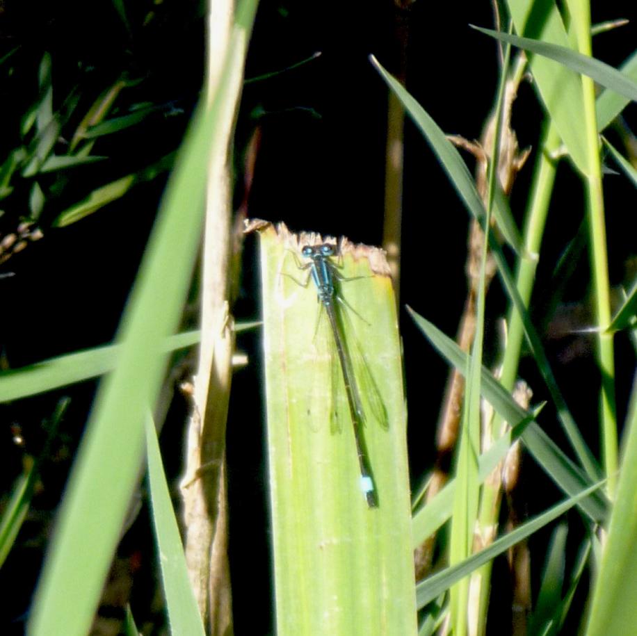 Klicke auf die Grafik fr eine grere Ansicht

Name:	Libelle - Grosse Pechlibelle -Ischnura elegans.jpg
Hits:	7733
Gre:	84,6 KB
ID:	5978
