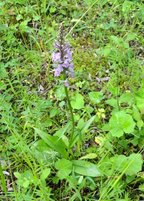 Klicke auf die Grafik für eine größere Ansicht

Name:	OrchideeInndamm010612 b.jpg
Hits:	2661
Größe:	94,7 KB
ID:	5066