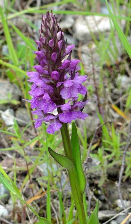 Klicke auf die Grafik für eine größere Ansicht

Name:	OrchideeInndamm010612 c.jpg
Hits:	2654
Größe:	96,3 KB
ID:	5064