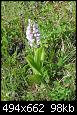 Klicke auf die Grafik für eine größere Ansicht

Name:	Orchideen010512 c.jpg
Hits:	909
Größe:	97,8 KB
ID:	4734