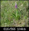 Klicke auf die Grafik für eine größere Ansicht

Name:	Orchideen010512 e.jpg
Hits:	875
Größe:	103,7 KB
ID:	4732