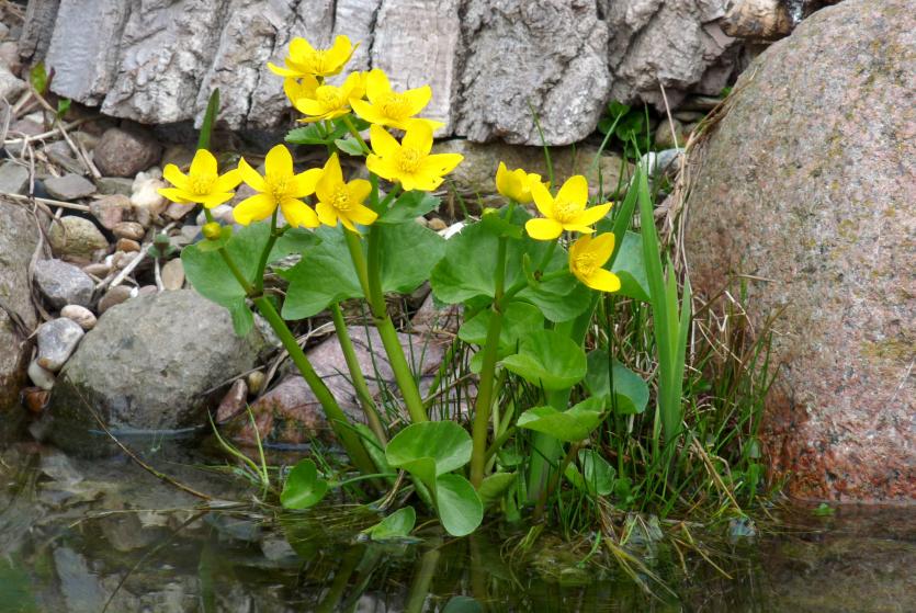 Klicke auf die Grafik für eine größere Ansicht
Name: Sumpfdotterblume-Caltha palustris_1.jpg
Hits: 12490
Größe: 104,2 KB
ID: 6558