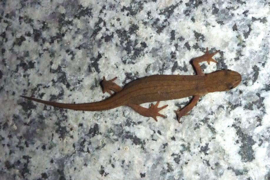 Klicke auf die Grafik für eine größere Ansicht

Name:	Teichmolch - Lissotriton vulgaris - 2.jpg
Hits:	9991
Größe:	101,6 KB
ID:	7159
