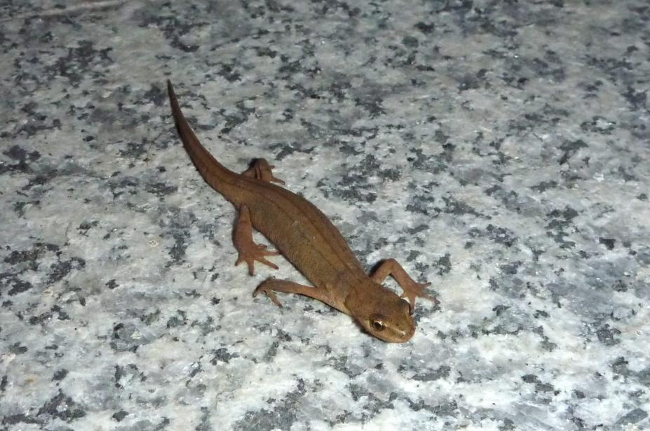Klicke auf die Grafik für eine größere Ansicht

Name:	Teichmolch - Lissotriton vulgaris - 3.jpg
Hits:	10584
Größe:	100,6 KB
ID:	7161