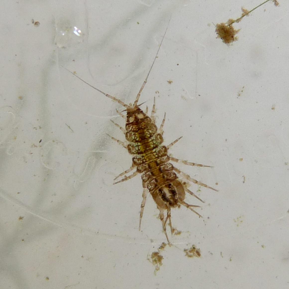 Klicke auf die Grafik für eine größere Ansicht
Name: Wasserassel - Asellus aquaticus - BaWü - Prestelsee.jpg
Hits: 11390
Größe: 91,5 KB
ID: 5901