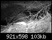 Klicke auf die Grafik fr eine grere Ansicht

Name:	Wildcam060412AA.jpg
Hits:	3787
Gre:	102,6 KB
ID:	4363
